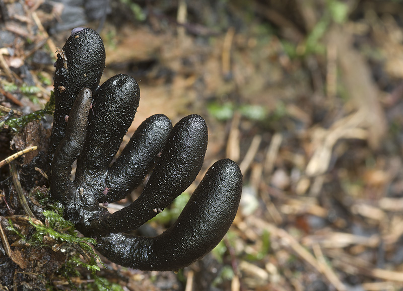 Xylaria longipes